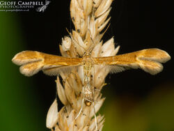 45.023 Marasmarcha lunaedactyla - Crescent Plume