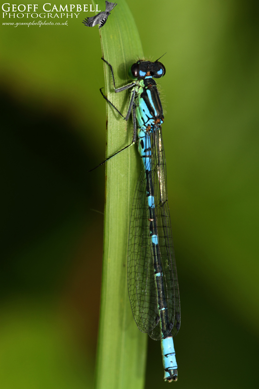 Irish Damselfly (Crescent Bluet) Coenagrion lunulatum