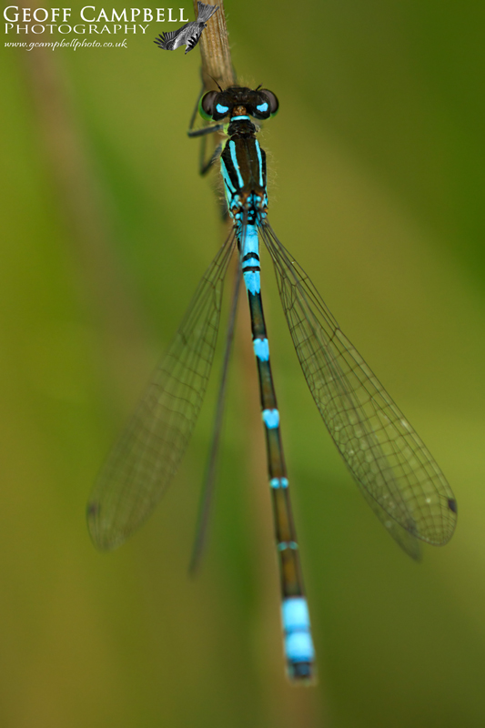 Irish Damselfly (Crescent Bluet) Coenagrion lunulatum