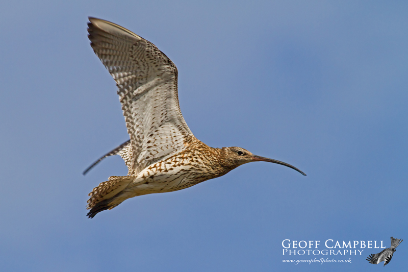 Curlew in Flight
