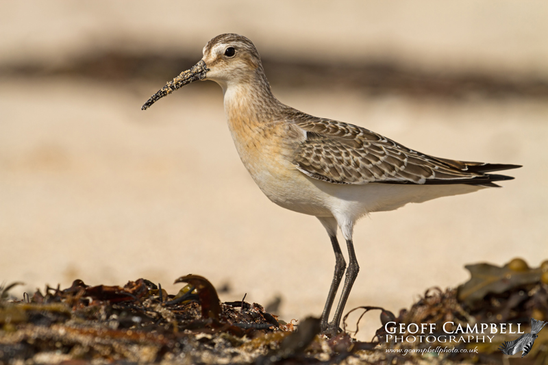 Curlew Sandpiper