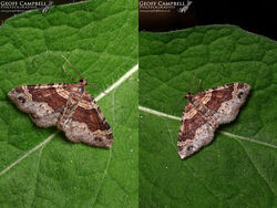 DarkBarredTwinSpot Carpet