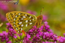 Dark Green Fritillary