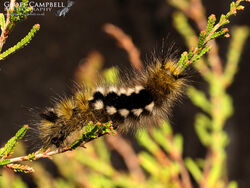 Dark Tussock Caterpillar