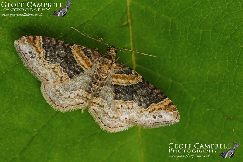 Dark Barred Twin Spotted Carpet