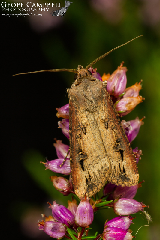 Dark Swordgrass