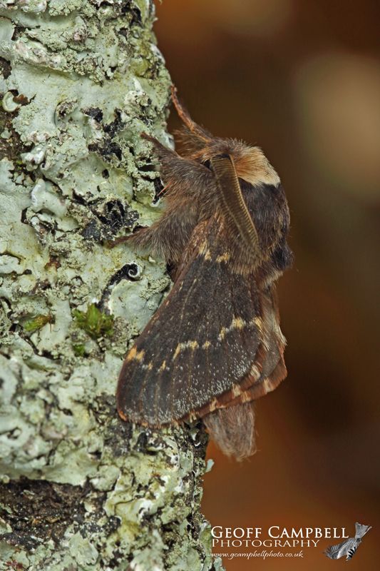 December Moth