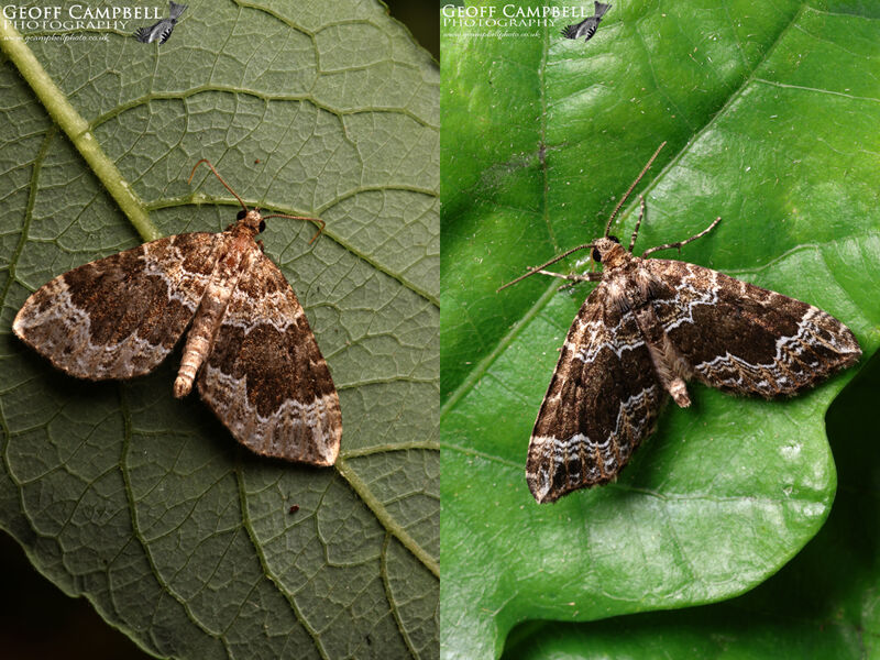 Devon Carpet (Lampropteryx otregiata)