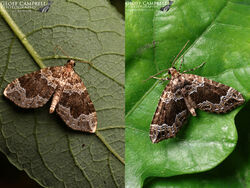 Devon Carpet (Lampropteryx otregiata)