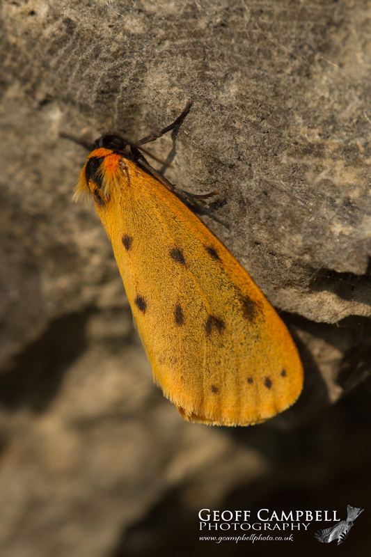 Dew Moth