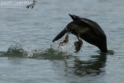 Diving Shag