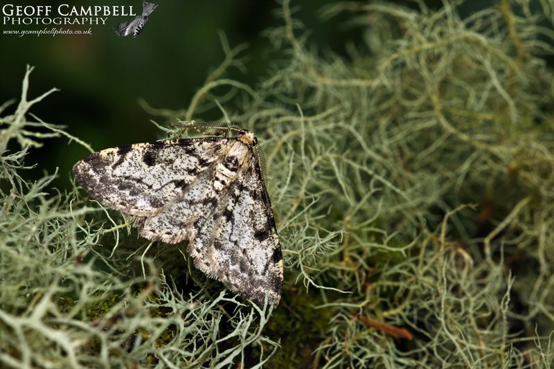 Dotted Carpet