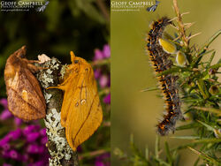 Drinker (Euthrix potatoria)
