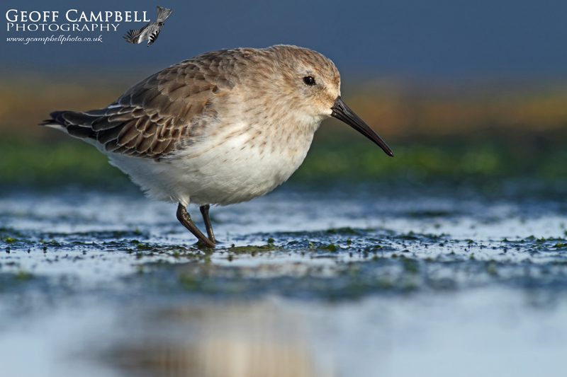 Dunlin