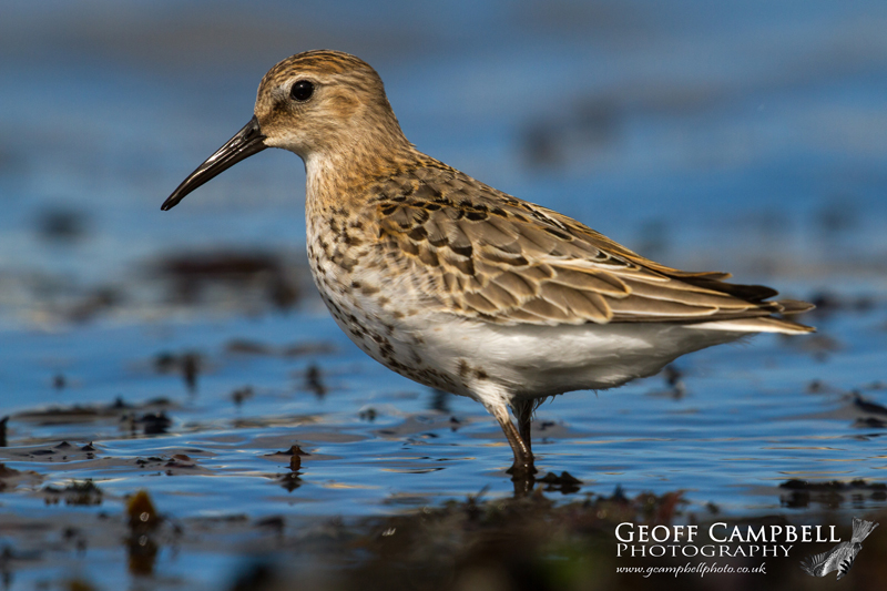 Dunlin