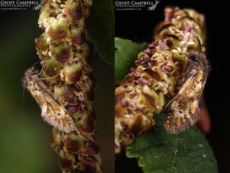 02.001 Dyseriocrania subpurpurella (Common Oak Purple)