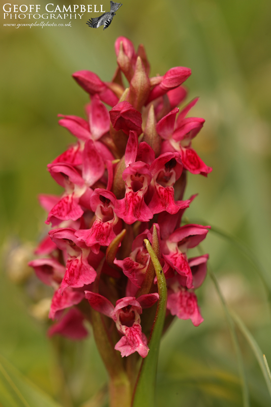 Early Marsh Orchid