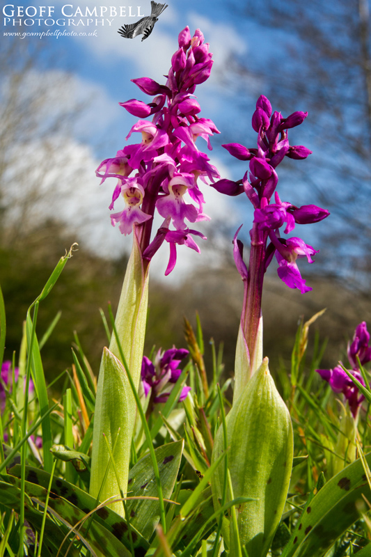 Early Purple Orchid