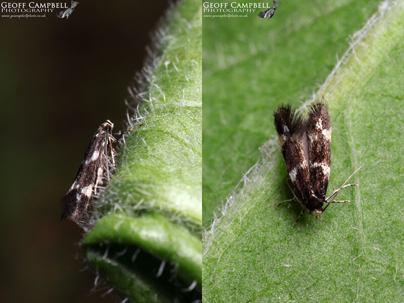 38.032 Elachista apicicpuntella (Pearly Grass-miner