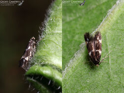 38.032 Elachista apicicpuntella (Pearly Grass-miner