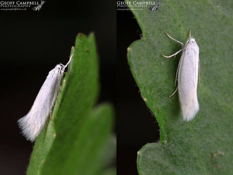 Elachista argentella