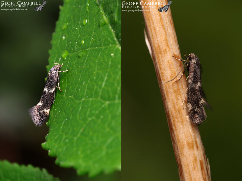 38.025 Elachista atricomella - Cocks-foot Miner