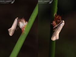 38.016 Elachista subalbidella - Buff Grass Miner