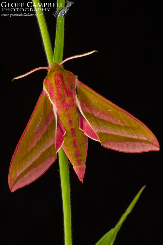 Elephant Hawkmoth