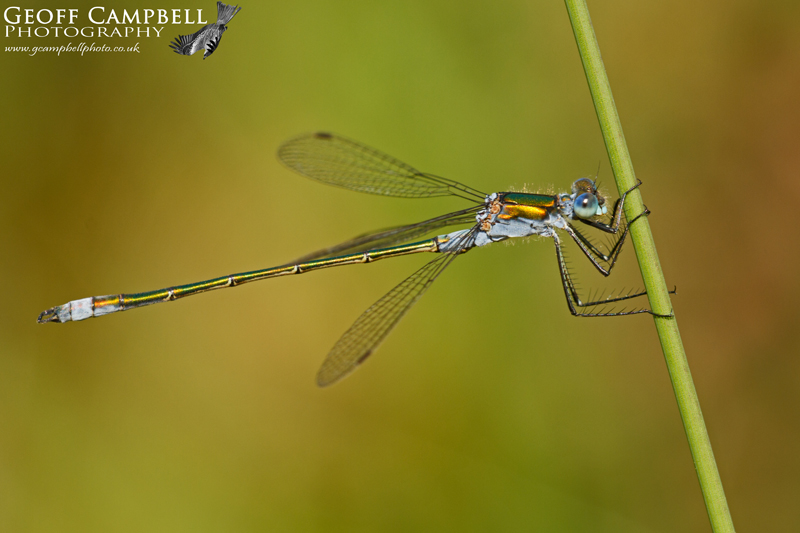 Emerald Damselfly (Lestes sponsa)