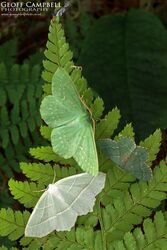 Selection of Emeralds