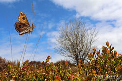 Male Emperor in Flight