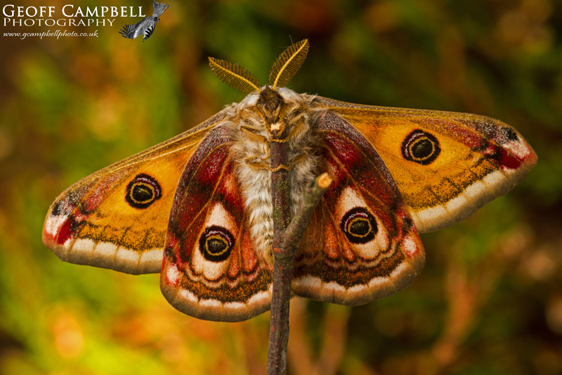 Emperor Moth Underwing