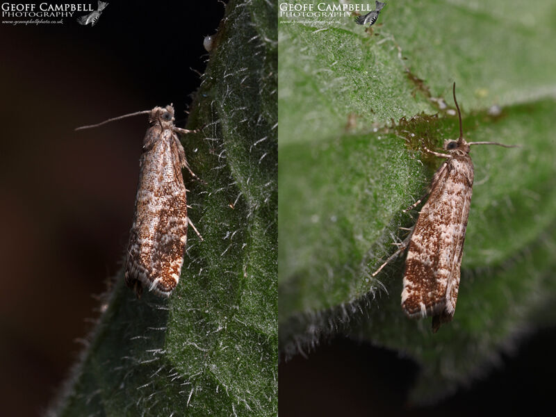 49.252 Epinotia tedella - Common Spruce Tortrix
