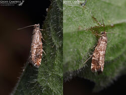 49.252 Epinotia tedella - Common Spruce Tortrix