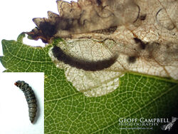 2.008 Eriocrania sangii - Purple Spring Jewel