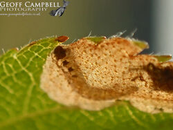 2.007 Eriocrania semipurpurella - Large Spring Jewel