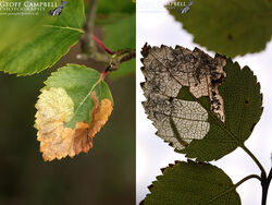 2.004 Eriocrania sparrmannella (Splendid Spring Jewel)