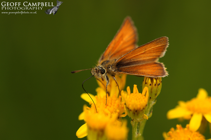 Essex Skipper