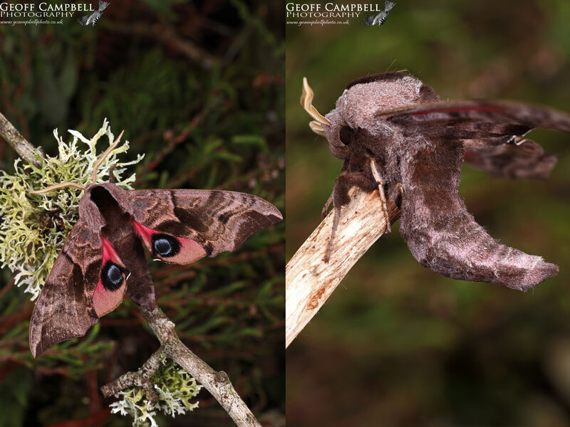 EyedHawkmoth