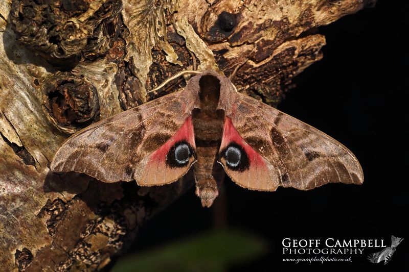 Eyed Hawkmoth