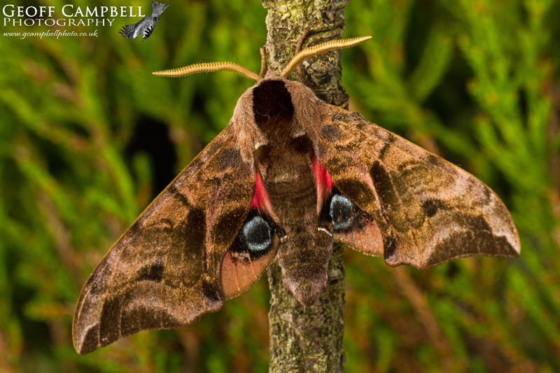 Eyed Hawkmoth