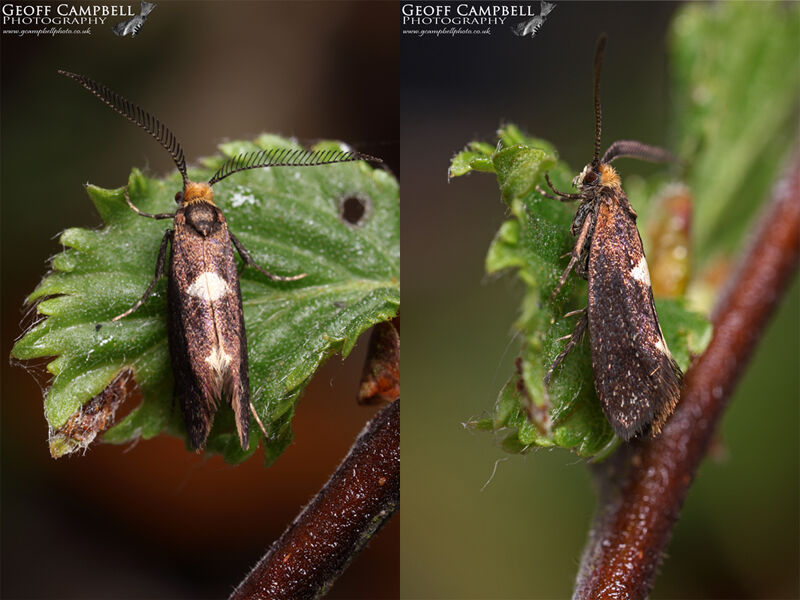 08.002 Incurvaria masculella - Feathered Cutter