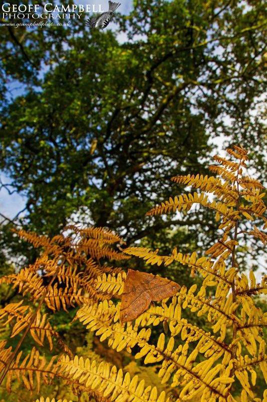 Feathered Thorn