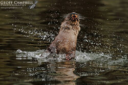 Fishing Otter (Lutra lutra)