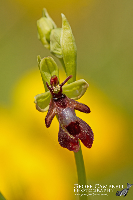 Fly Orchid