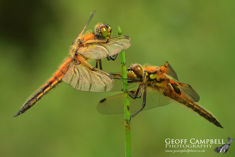 Four-spotted Chaser (Libellula quadrimaculata)