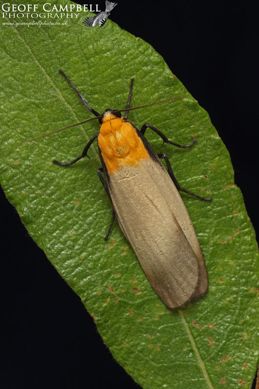 Four Spotted Footman