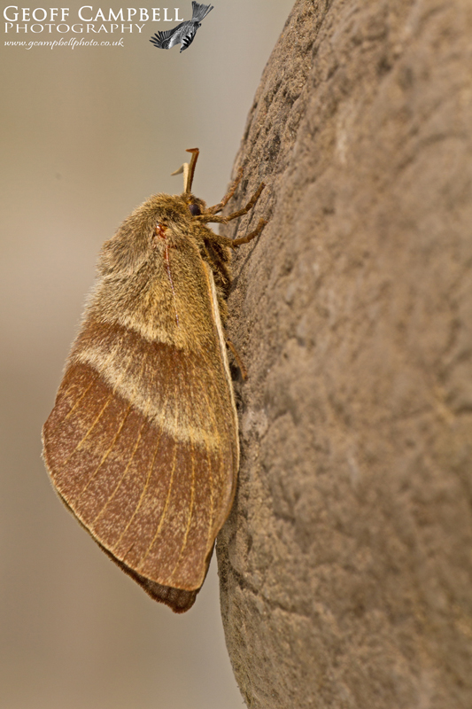 Fox Moth