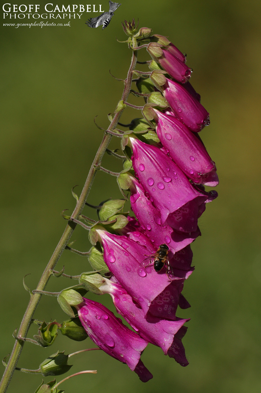 Foxglove