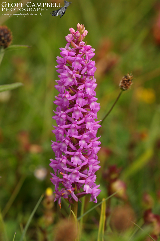 Fragrant Orchid